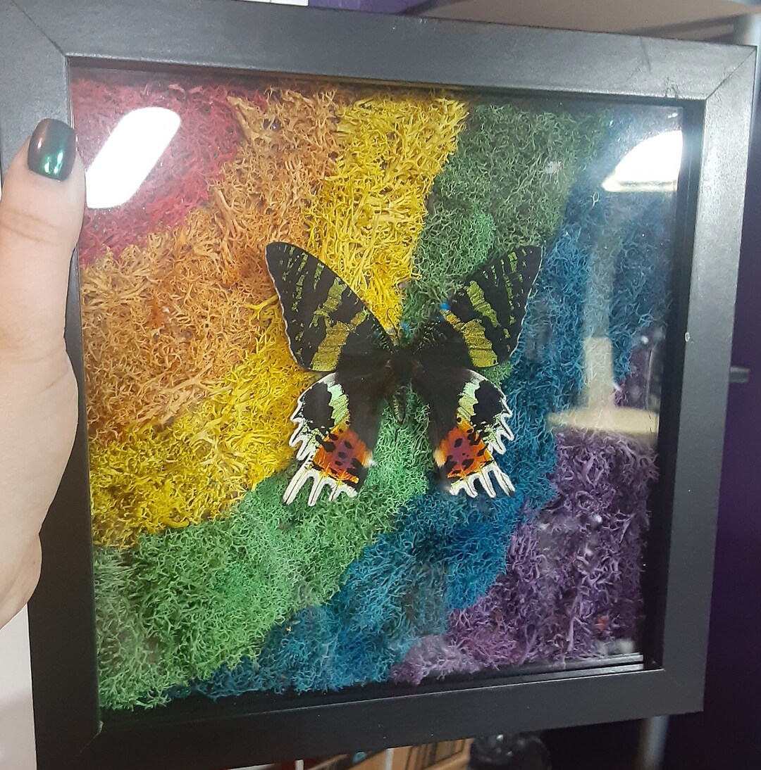 Butterfly Shadowbox, Sunset Moth, Pride Decor, Glass Frame, Bug Display ...