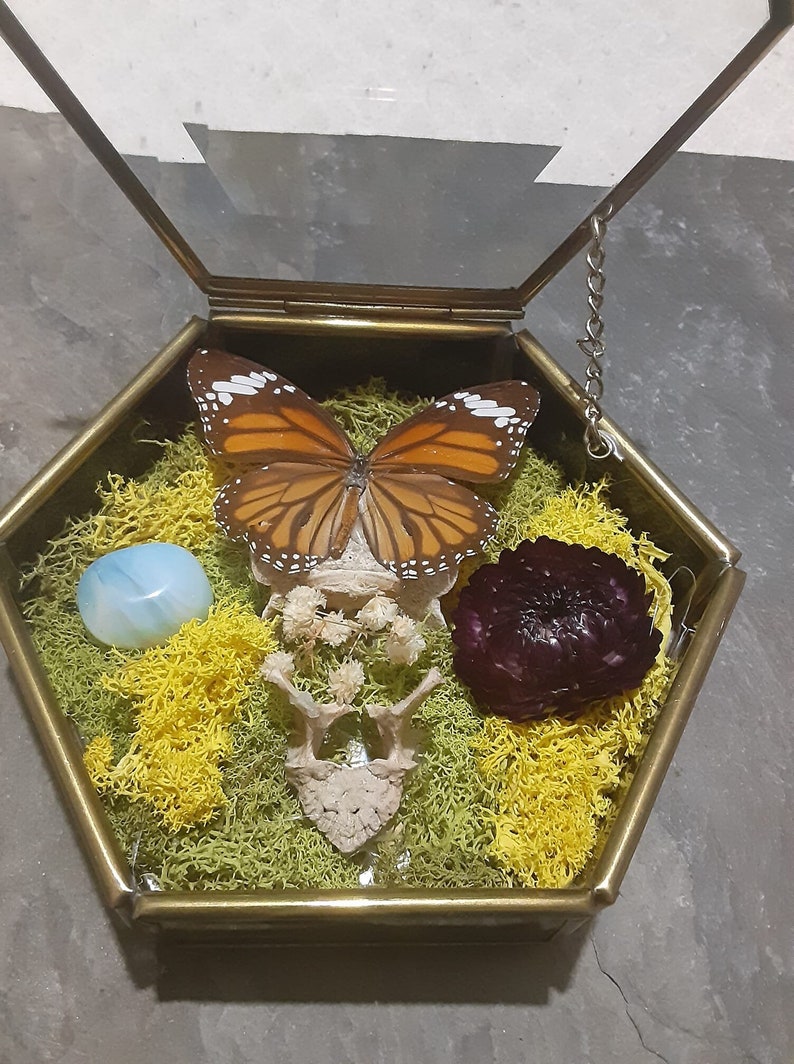 Foraged Bone Art, Vintage Glass Box, Vertebrae and Butterfly, Trinket Box, Macabre Décor, Gothic Home, Dried Florals image 1