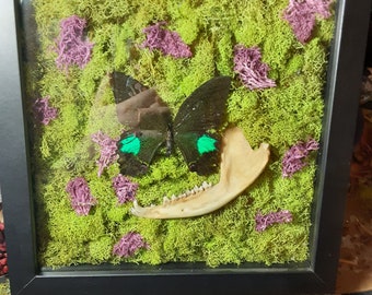 Fox Jaw Shadowbox - Art des os fourragers - Cadre en verre - Décor de mousse et de papillon - Œuvre d’art macabre