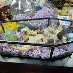 Foraged Bone Art, Glass Coffin Box, Deer Vertebrae, Macabre Décor, Beaver Jawbone, Gothic Home, Dried Florals and Gemstones image 1