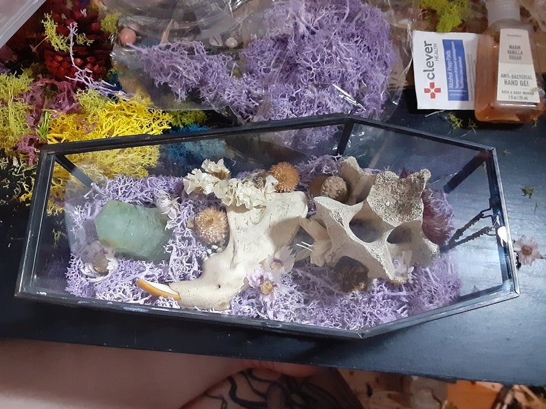Foraged Bone Art, Glass Coffin Box, Deer Vertebrae, Macabre Décor, Beaver Jawbone, Gothic Home, Dried Florals and Gemstones image 3