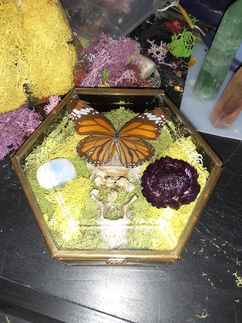 Foraged Bone Art, Vintage Glass Box, Vertebrae and Butterfly, Trinket Box, Macabre Décor, Gothic Home, Dried Florals image 2