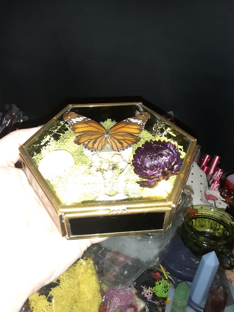 Foraged Bone Art, Vintage Glass Box, Vertebrae and Butterfly, Trinket Box, Macabre Décor, Gothic Home, Dried Florals image 4