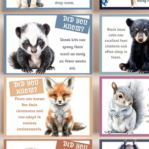 Notes sur la boîte à lunch des faits sur les animaux des bois pour les enfants | Faits sur les créatures de la forêt | Faits scientifiques pour les enfants | 64 cartes uniques | Grand paquet de cartes imprimables