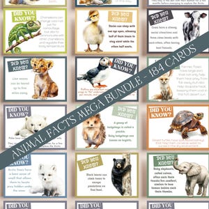 Puede incluir: Un conjunto de 184 tarjetas ilustradas con datos curiosos sobre animales. Cada tarjeta presenta una ilustración colorida de un animal y un dato corto y atractivo sobre él. Las tarjetas son perfectas para aprender sobre el mundo natural y despertar la curiosidad de los niños.