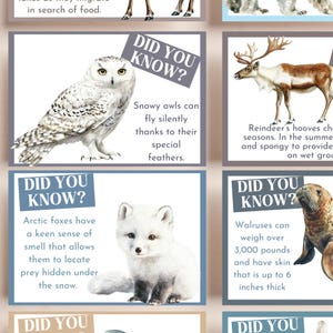 Notes sur la boîte à lunch des faits sur les animaux de l'Arctique pour les enfants | Faits sur l'Arctique | Faits scientifiques pour les enfants | 24 cartes uniques | Cartes imprimables à téléchargement immédiat