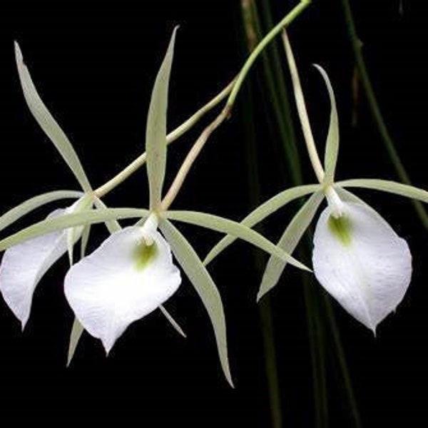 Brassavola Perrinii (Bulb)