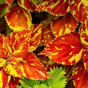 Könnte beinhalten: Nahaufnahme von leuchtenden Coleus-Pflanzenblättern. Die Blätter zeigen ein auffälliges Muster aus roten, orangen und gelben Farbtönen. Die Blätter haben ein strukturiertes Aussehen und sind in einem dichten Cluster angeordnet, was die natürliche Schönheit der Pflanze zeigt.