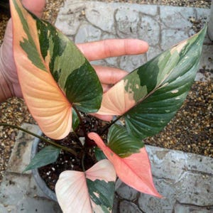 philodendron red anderson vs pink princess Philodendron 'Red Anderson Princess' Live Plant 3–5