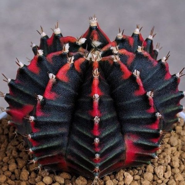 Melo1640 Astrophytum dark Color Kaktus Cactus 5 Samen