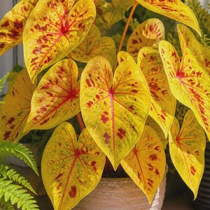 May include: A potted Caladium plant featuring heart-shaped leaves with a vibrant yellow base color, prominent red veins, and scattered deep red spots. The plant is housed in a textured, light-colored, cylindrical pot with horizontal ridges.