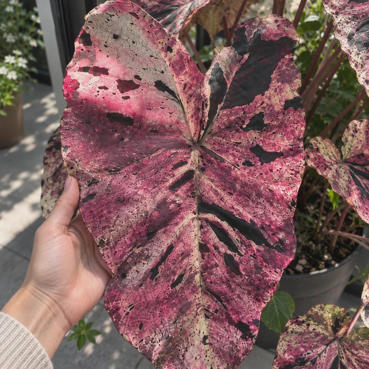 Colocasia pharaoh's mask - Etsy 日本