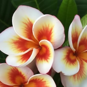May include: A close-up shot of several plumeria flowers. The petals are white with yellow and orange centres. The flowers are in full bloom, with a few green leaves in the background. The image is well-lit and the colours are vibrant.