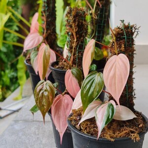 Philodendron Micans - Etsy Singapore