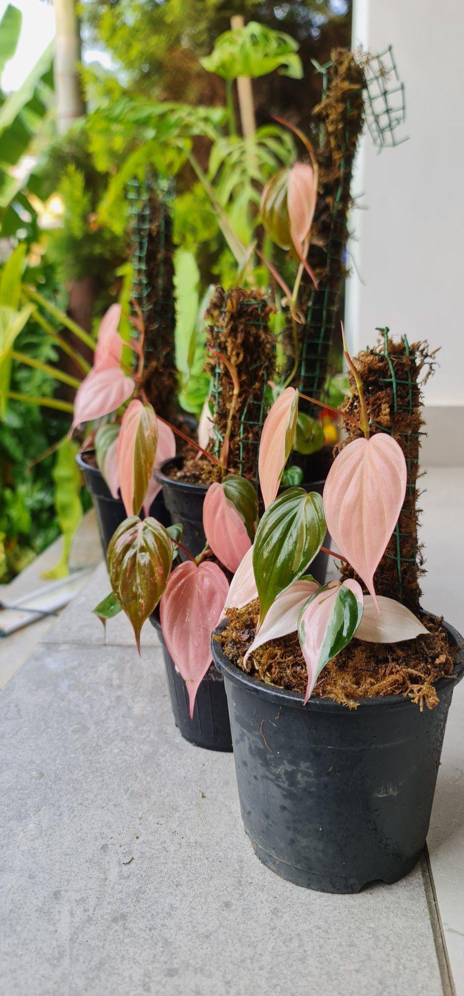 Pink Micans - Etsy Singapore