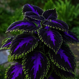 Könnte beinhalten: Nahaufnahme einer Coleus-Pflanze mit auffälligem Laub. Die Blätter sind tiefviolett mit leuchtend violetten Adern und einem hellgrünen Rand, was einen kräftigen Kontrast erzeugt. Die Pflanze steht vor einem verschwommenen grünen Hintergrund.