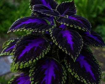 Coleus 'Trailing Plum' - Etsy 日本