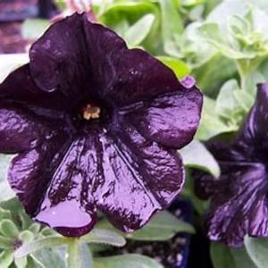 Melo23 Petunia Petunia black 20 seeds