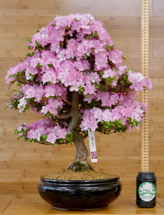 Blooms556 Bonsai Felsenkirsche Prunus mahaleb 5 Samen - Etsy Schweiz