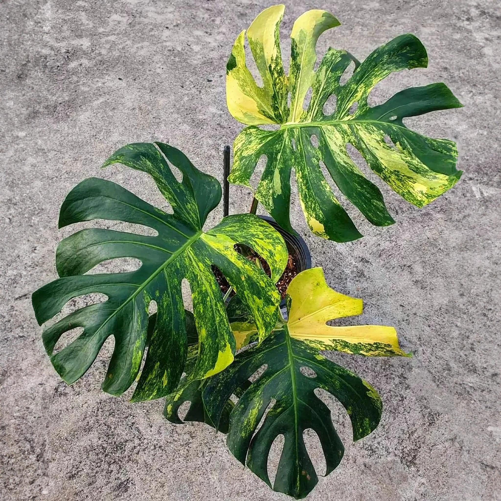 Monstera legacy - Etsy 日本 Monstera legacy - Etsy 日本