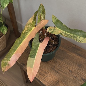 Philodendron atabapoense - Etsy 日本