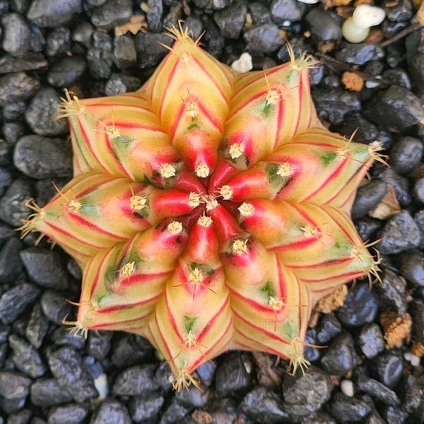 Melo1645 Astrophytum orangena Color Kaktus Cactus 5 Samen