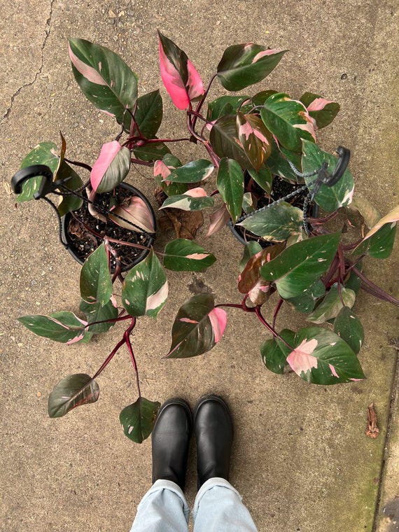 Blooms1650 Climbing Plant Philodendron Pink Princess 5 Seeds - Etsy Finland