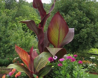 Melo741 Canna Indica King 10 semillas planta de jardín y maceta