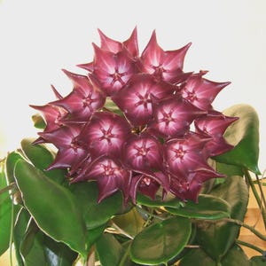 Blooms2898 Hoya macgillivrayi Taiwan Houseplant Climbing Plant 5 Seeds