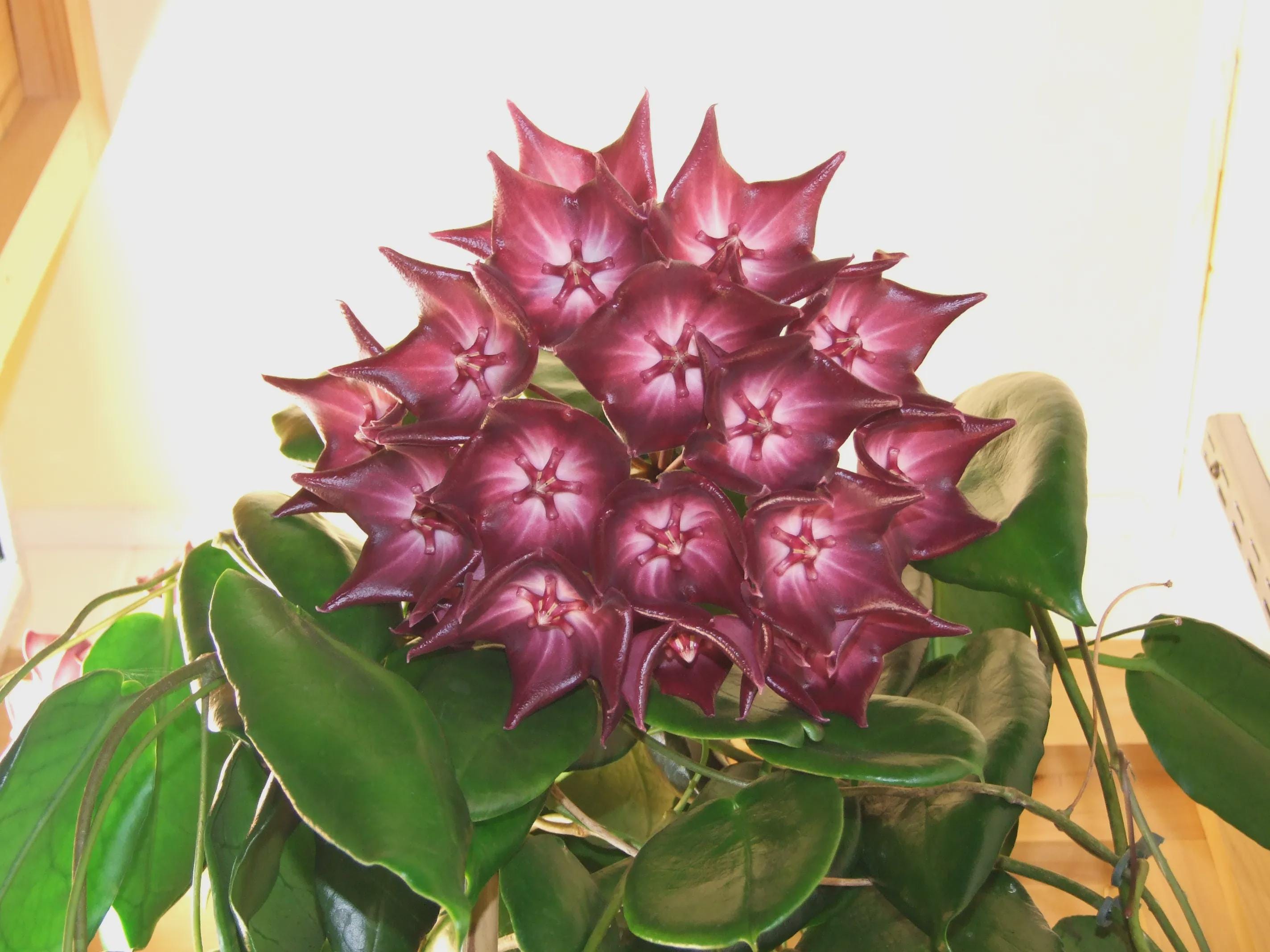 Hoya mitrata - Etsy 日本