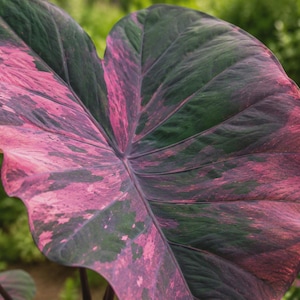 Colocasia pink - Etsy 日本