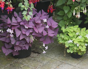 5 Rhizome Oxalis Triangularis purple Dreiecksklee lila