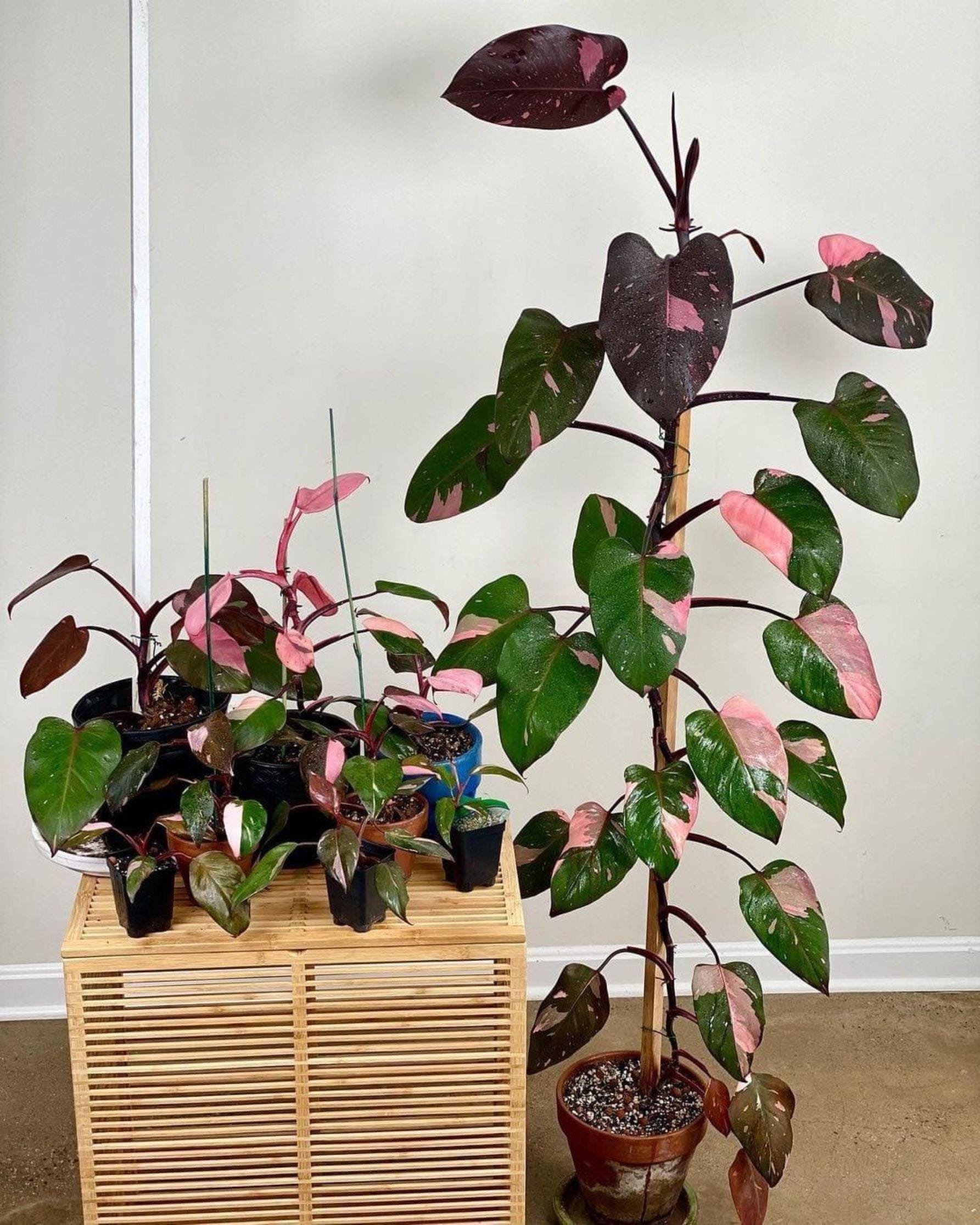 【観葉植物】レア　フィロデンドロン リンナエイ　パープルバック Blooms1650 つる性植物 フィロデンドロン ピンクプリンセス 5粒