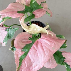 以下が含まれることがあります： ピンクとグリーンの斑入りの観葉植物で、大きなハート型の葉をしています。