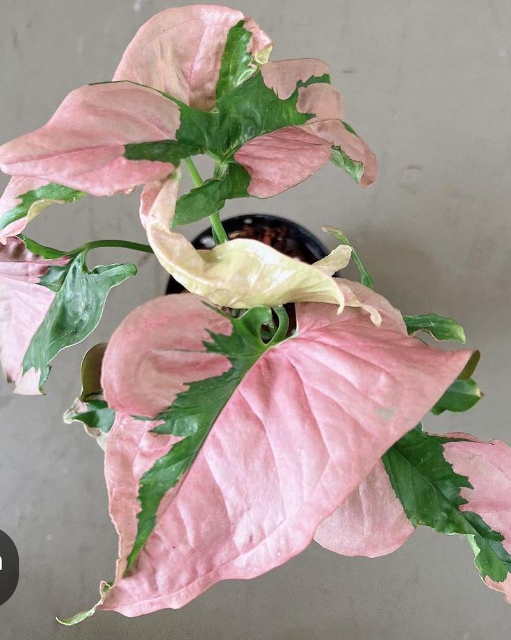 Pink variegated monstera - Etsy.de