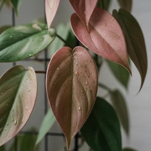 Philodendron rhizome - Etsy.de