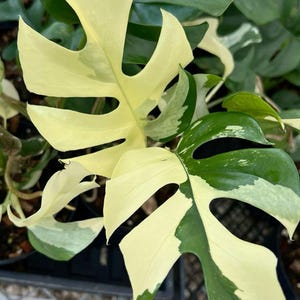 Variegated Monstera Minima - Etsy Denmark