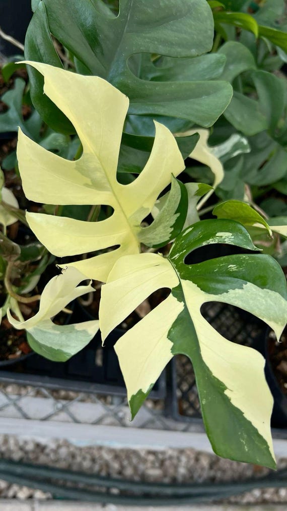 Blooms2803 Monstera Minima Variegata Zwergmonstera 2 Samen - Etsy sterreich