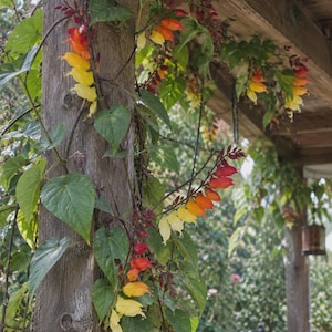 Op de afbeelding: Een klimplant met hartvormige groene bladeren en trossen buisvormige bloemen die in kleur verlopen van dieprood aan de top naar feloranje en geel aan de basis, groeiend langs een verweerde houten paal onder een overkapping van een veranda.