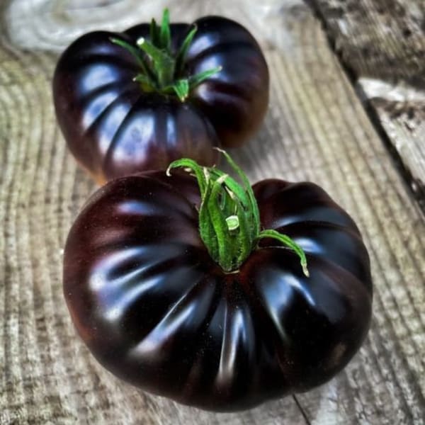 OS322 Black Tomate schwarze Tomate 10 Samen