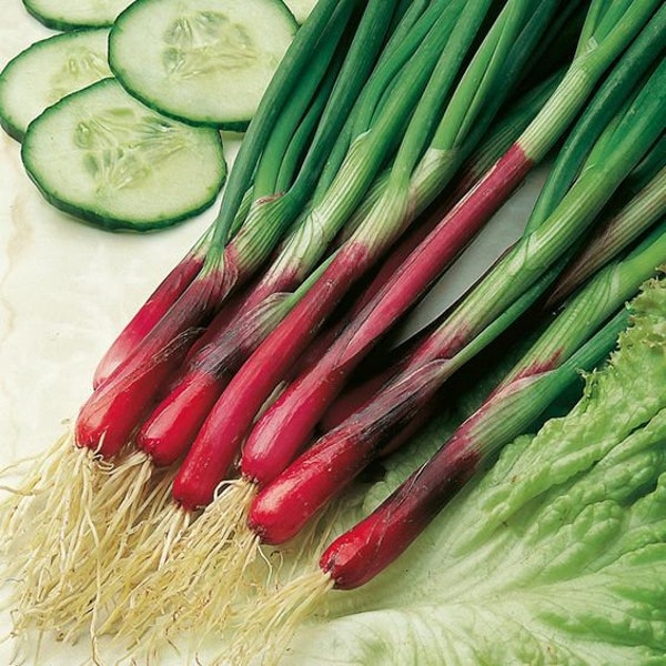 OS1042 Spring onion Onions Toga red 30 seeds