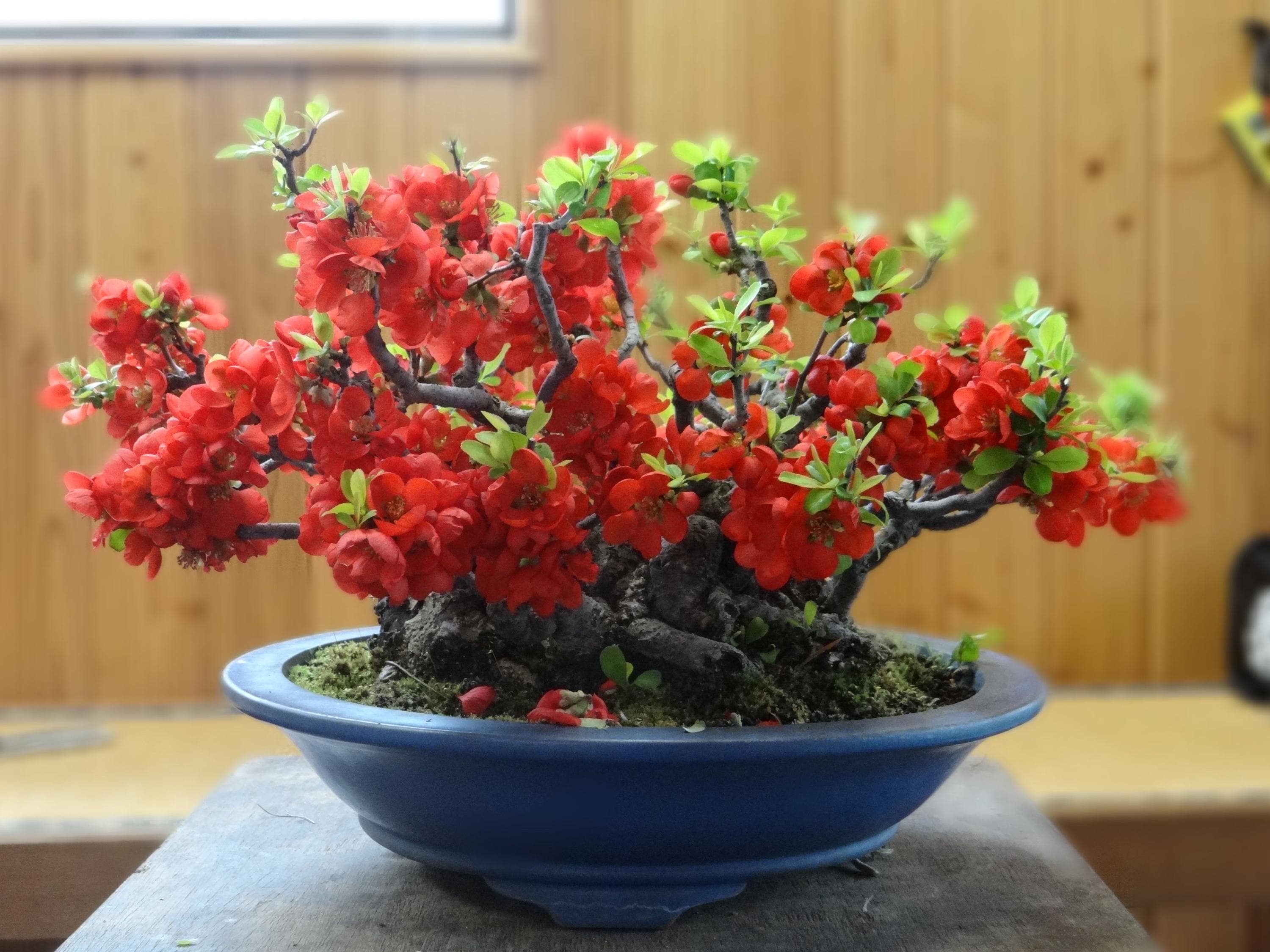 Blooms554 Bonsai Japanische Zierquitte Quitten 5 Samen - Etsy.de