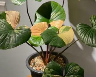 ホマロメナ ピンクダイヤモンド 斑入り (M) - Etsy 日本