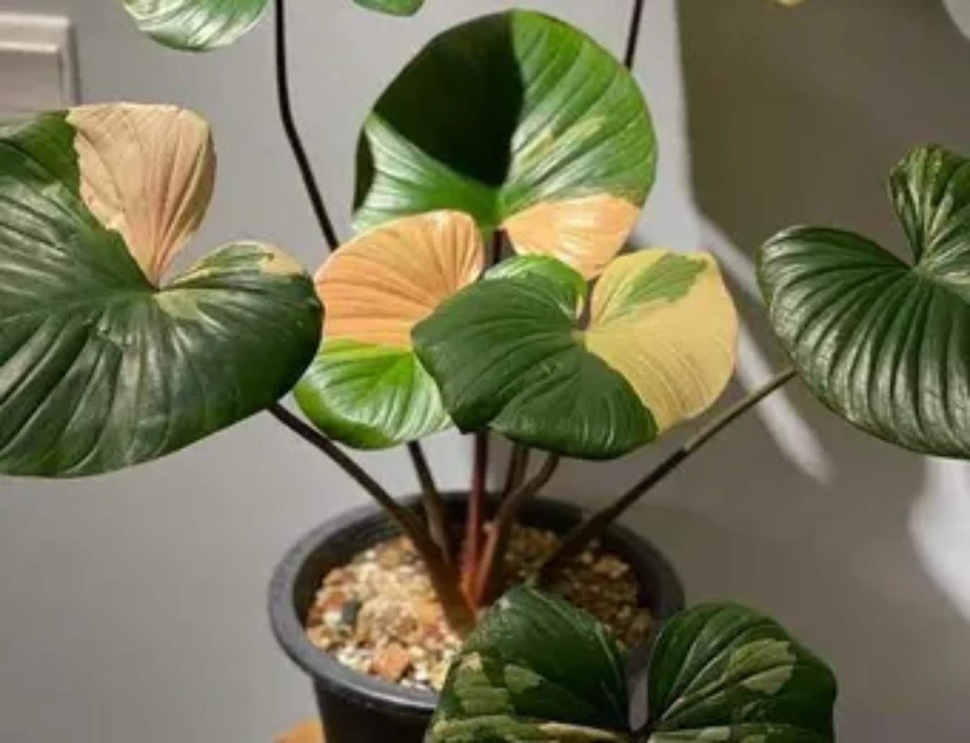 8月中セール★ 斑入り ホマロメナ homalomena rubescens Homalomena Rubescens - Etsy