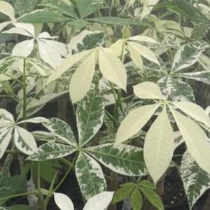 以下が含まれることがあります： 大きな星型の葉を持つキャッサバ植物のクローズアップ。葉は緑と白のまだら模様で、視覚的に魅力的なコントラストを生み出しています。植物は密集して詰め込まれています。