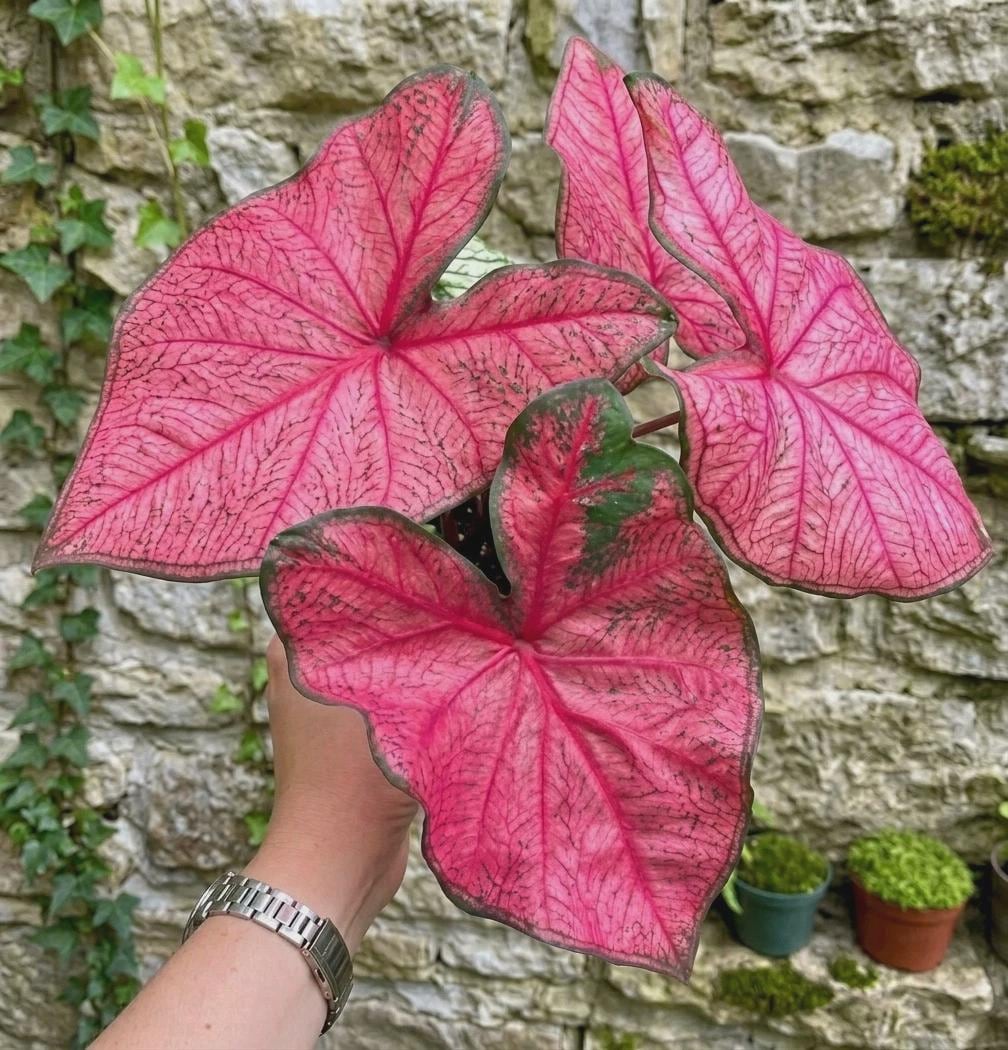 Colocasia pink - Etsy 日本