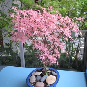 Op de afbeelding: Een roze Japanse esdoorn bonsai in een blauwe keramische pot met grijze stenen. De boom staat in een kleine pot en staat op een blauwe tafel.