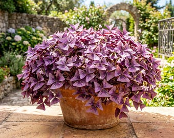 3 rizomas de Oxalis, trébol morado de la suerte, Oxalis triangularis