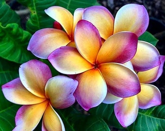 Melo207 Plumeria Fioideae Frangipani 1 semi