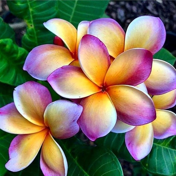 Melo207 Plumeria Fioideae Frangipani 1 Samen